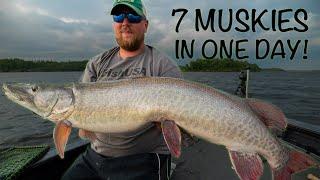 7 MUSKIES IN ONE DAY! (Violent feeding frenzy)