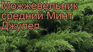 Можжевельник средний Минт Джулеп (mint julep)  обзор: как сажать, саженцы можжевельника Минт Джулеп