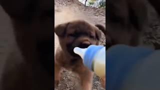 It's time to drink milk, a puppy runs back to drink it. A beautiful moment #8049 - #short,#dog,#cute