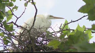 Colony of herons and egrets nests in Central West End