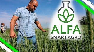 ALFA SMART AGRO/ТАКОГО РЕЗУЛЬТАТА МЫ НЕ ОЖИДАЛИ...