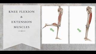 Knee Flexor & Extensor Muscles 3D motion (Quadriceps & Hamstrings Muscles)