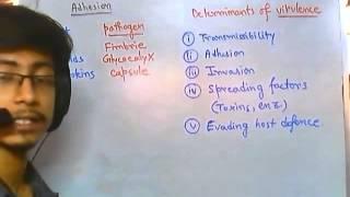 Adhision of bacteria to the host cell