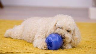 Starmark Everlasting Treat Dog Toys | Chewy