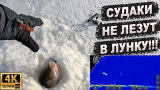 Ловля судака зимой на Рыбинском водохранилище. Март 2024