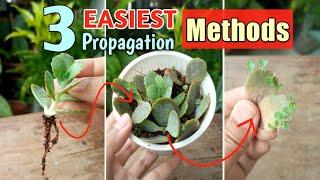 3 EASIEST WAYS of Kalanchoe Propagation