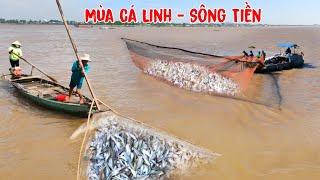 Ùn ùn đi xúc Cá Linh theo dòng Mekong" Độc Đáo Tân Châu" ghe ủi dồn mùa cá ra sông