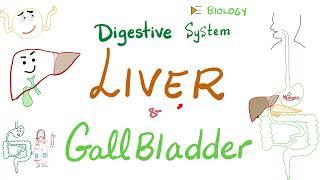 Liver and Gallbladder | Digestive System