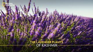 The Lavender Plants of Kashmir | It Happens Only in India | National Geographic