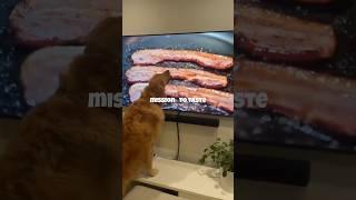 When Bacon Looks Too Real: This Dog’s Hilarious TV Snack Attempt!