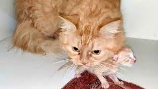 Mother cat bites a new born kitten on stomach