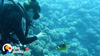 Fish Loves To Greet His Favorite Diver And Bring Her Gifts | The Dodo Soulmates