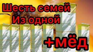 ИЗ ОДНОЙ СЕМЬИ ДЕЛАЕМ ШЕСТЬ , быстрое развитие