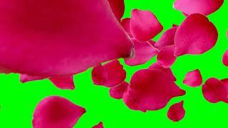 Flying flower petals, Free Green screen video, chromakey, green background