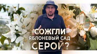 Как НЕ СЖЕЧЬ яблоневый САД СЕРОЙ и УЛУЧШИТЬ КАЧЕСТВО ПЛОДОВ?