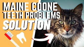 Maine Coon Cats 101: Oral Health Problems and Solutions