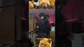 Hasselman wanted to Jam lol  #catJAM #twitchmusician #guitarplayer