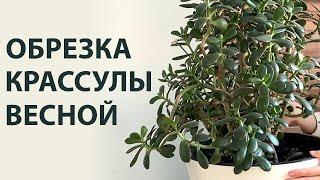 Как обрезать Денежное дерево чтобы оно не ломалось и росло в нужном направлении