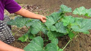 BUNGA DAN DAUN INI ENAK UNTUK DI MASAK