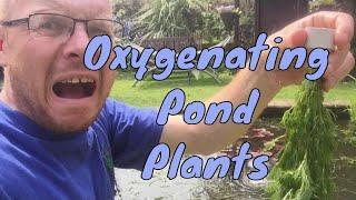 Oxygenating Pond Plants - Plants for Small Ponds