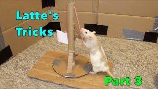 Latte's Epic Rat Tricks - Part 3!