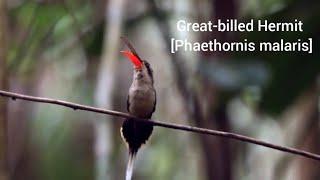 Great-billed Hermit [Phaethornis malaris]️️