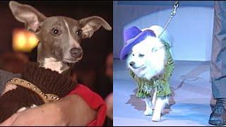 Canine Couture: A dog fashion show for AIDS