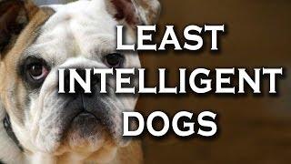 Top 10 Most Difficult Dog Breeds to Train (This Doesn't Mean They are Stupid.)