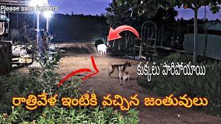 రాత్రివేళ ఇంటికి వచ్చిన అడవి జంతువులు #pleasesavefarmers #dangeranimals