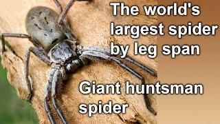 Giant huntsman spider - The world's largest spider by leg span - Amazing Video