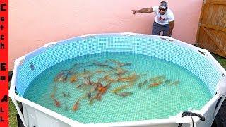 BUILDING 1,000 FISH CITY **Exotic Koi Fish in NEW Pool POND**