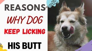 Why Does My Dog Keep Licking His Butt