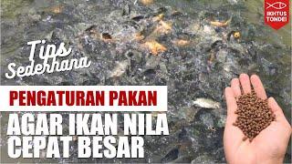 Hitungan Sederhana Pakan Ikan Nila Agar Budidaya Ikan Nila Berhasil | Ikhtus Tondei