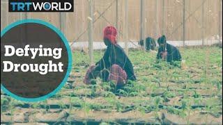 Mali Automated Farming: Greenhouse uses technology to grow crops, defying drought