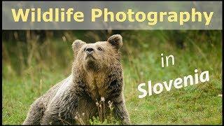 I Was Invited to Photography Hides in SLOVENIA: BROWN BEARS, FOXES & Floating Hide (FotoNatur)