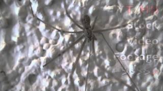 Common Daddy Long Leg Spider on House Exterior Wall at Night w/ Close-Up | HD Stock Video Footage