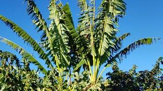 All Tropical fruit garden in Melbourne Australia