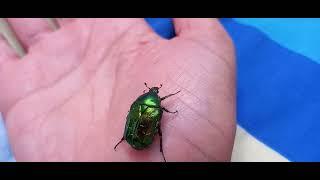 GREEN 'BEETLE' Checks out HUMAN Wrist and Palm before 'Take Off'