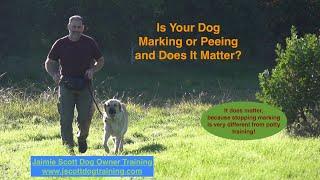 Marking versus Peeing and Why It Matters?