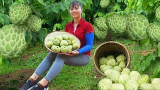 Harvesting Many Custard Apple Goes To The Market Sell - Take Care Livestock | Tiểu Vân Daily Life