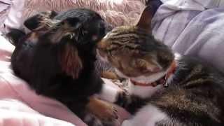 Cat grooming Chihuahua, sweetest video EVER!