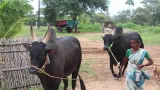 Kangeyam Bull Show - Dec 24 2017