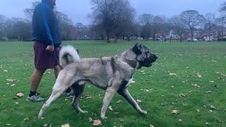 BARON - ALPHA MALE KANGAL #kangal #sivaskangal #malakli