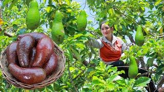 Bring avocado home for for healthy eating | Fresh avocado fruit juice | Avocado in my homeland