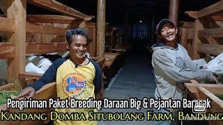 PAKET BREEDING DARAAN BIG KE KANDANG DOMBA SITUBOLANG BANDUNG