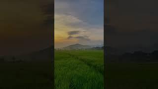 #travel #lembursunda #sawah #shots