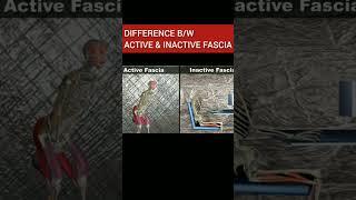 Difference between Active and Inactive Fascia #shorts #physicaltherapy #innovation #anatomy#movement