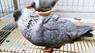 Syrian Swift Pigeon | Pigeon & Pets Bangladesh