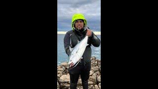 False Albacore  live Strike 5.7 kg (Luc)Yamaga BlueSniper 100M