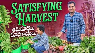 ఆకుకూరలు కూరగాయలతో Satisfying harvest #harvest @OrgGardener